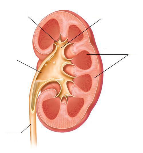 Pyélonéphrite aiguë comme complication de la cystite.